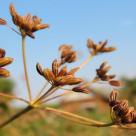Тмин семена сушеные, 50 гр. (Египет)
